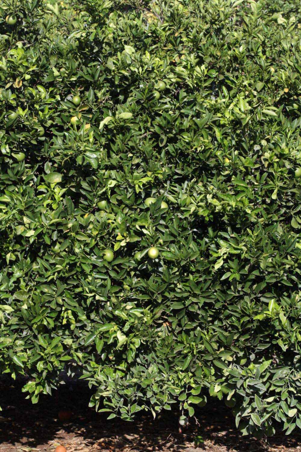            Habit (Riverside, CA)   